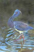 Image of: Egretta tricolor (tricolored heron;Louisiana heron)