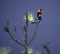 Image of: Icterus gularis (Altamira oriole)