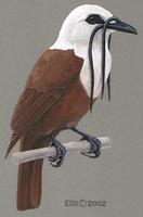 Image of: Procnias tricarunculatus (three-wattled bellbird)