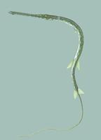 Image of: Fistularia tabacaria (bluespotted cornetfish)