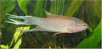 Macropodus erythropterus