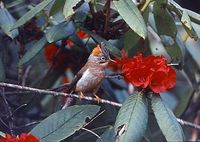 Rufous-vented Yuhina - Yuhina occipitalis