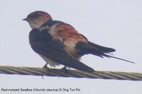 Red-rumped Swallow - Hirundo daurica