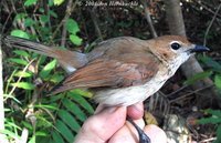 White-bellied Whistler - Pachycephala leucogastra