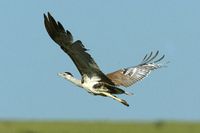 Australian Bustard