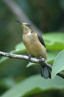 Eastern Spinebill