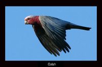 Galah