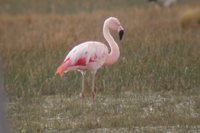 Chilean Flamingo - Phoenicopterus chilensis