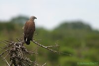 Gray-headed Fish-Eagle - Ichthyophaga ichthyaetus