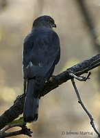 Shikra - Accipiter badius