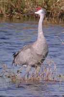 Sandhill Crane - Grus canadensis