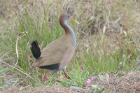 Giant Wood-Rail - Aramides ypecaha