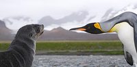 King Penguin (Aptenodytes patagonicus) photo