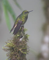 Buff-tailed Coronet (Boissonneaua flavescens) photo