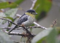 Barred Becard (Pachyramphus versicolor) photo