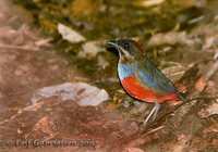 Whiskered Pitta - Pitta kochi