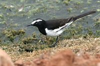 White-browed Wagtail - Motacilla madaraspatensis