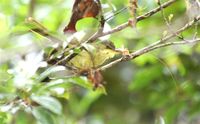 Long-billed Greenbul - Phyllastrephus madagascariensis
