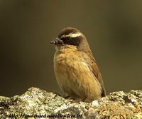 Brown Accentor - Prunella fulvescens