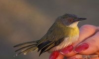 Yellow-breasted Apalis - Apalis flavida