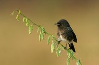 Pied Bushchat - Saxicola caprata