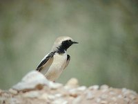 Desert Wheatear - Oenanthe deserti