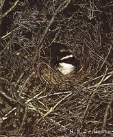 White-browed Babbler - Pomatostomus superciliosus