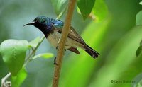 White-breasted Sunbird - Cinnyris talatala