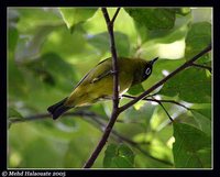 Capped White-eye - Zosterops fuscicapillus