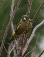 Oriental Greenfinch - Carduelis sinica