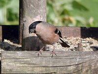 Eurasian Bullfinch - Pyrrhula pyrrhula