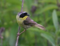 Common Yellowthroat - Geothlypis trichas