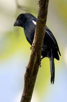 Cuban Bullfinch - Melopyrrha nigra