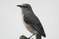 Tropical Mockingbird. Tulum, Quintana Roo, Mexico - Dec 27, 2002 ?? William Hull