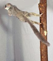 South African Galago (Galago moholi) - Mohol Bushbaby