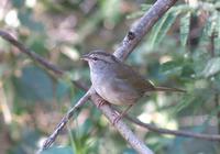 Gorrion olivaceo /Olive sparrow (Arremonops rufivirgatus)