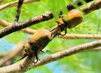 Rhinoceros Beetles the size of a fist  