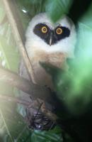 Fledgling Spectacled Owl. Photo by Barry Ulman. All rights reserved.