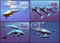 Tuvalu Pygmy Killer Whale Set of 4 official Maxicards