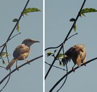 Prinia erythroptera | Red-winged Prinia