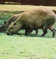 Capivara(Hydrochaeris hydrochaeris):