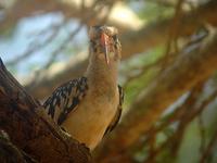 Red-billed Hornbill (Rödnäbbad toko) - Tockus erythrorhynchus