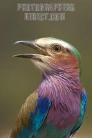 Lilac breasted roller portrait stock photo