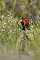 Common Pheasant ( Phasianus colchicus ) stock photo