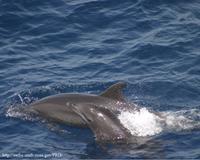 Bottlenose Dolphin with calf