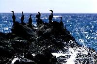 Pelagic               cormorants, Phalacrocorax pelagicus