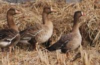 Anser erythropus, 흰이마기러기 - Lesser White-fronted Goose