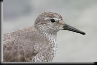 Red Knot, Barnegat Light, NJ