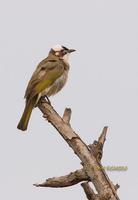 Chinese bulbul C20D 03698.jpg