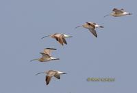 Curlew C20D 03432.jpg